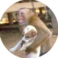 ふみや、猿と犬の画像