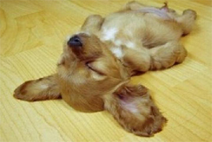 プードル×チワワのミックス犬が仰向けで寝てる画像