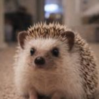 中村千春（ハリネズミの画像）