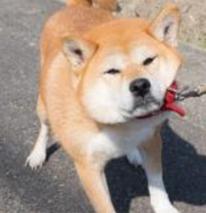つっちー（土屋さん・つちやさん）真面目な技術系、柴犬の写真